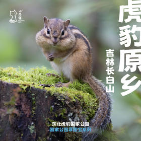 「暑假」清凉夏日 · 东北虎豹原乡之旅