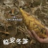 【临安冬笋】“竹笋之乡”——临安天目山深山竹林现挖发货，鲜嫩脆爽，好吃不过应季，只有二十多天赏味期哦，外壳薄而易剥，肉质洁白肥嫩，个头均匀饱满 商品缩略图6