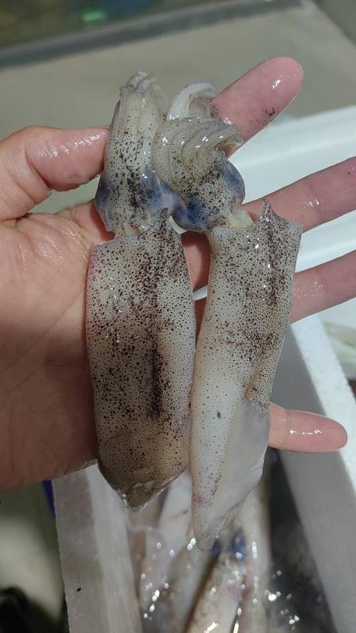 福建小笔管鱿鱼12.8元1箱约450-500g约10个左右,明天到 商品图0