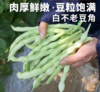 【QT】山东寿光白不老豆角 商品缩略图1