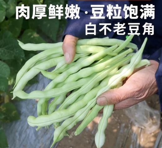 【QT】山东寿光白不老豆角 商品图1