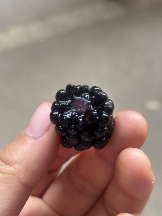 仅限杭州主城区发货！黑莓 富含花青素 抗氧化能力极强！果粒紫黑亮泽，重叠交织成饱满肉嘟的果实 蕴含着巨大的能量 女孩子要多吃～ 商品图2