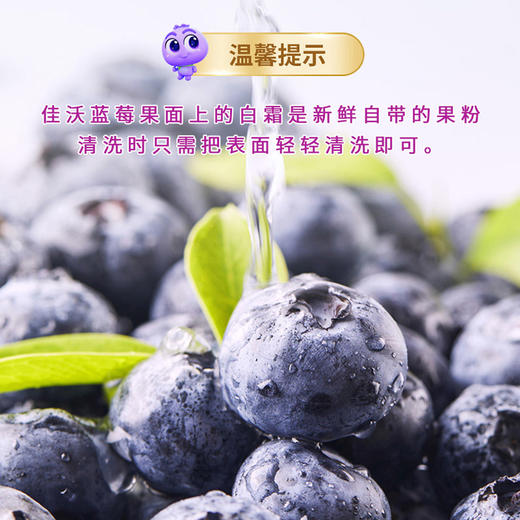 XBD蓝莓125g*6盒（18mm+）【分仓直发，72小时发货，周末节假日不发货】 商品图14