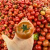 攀枝花铁皮草莓番茄（西红柿）【顺丰发货】 商品缩略图3
