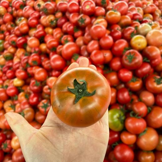 攀枝花铁皮草莓番茄（西红柿）【顺丰发货】 商品图3