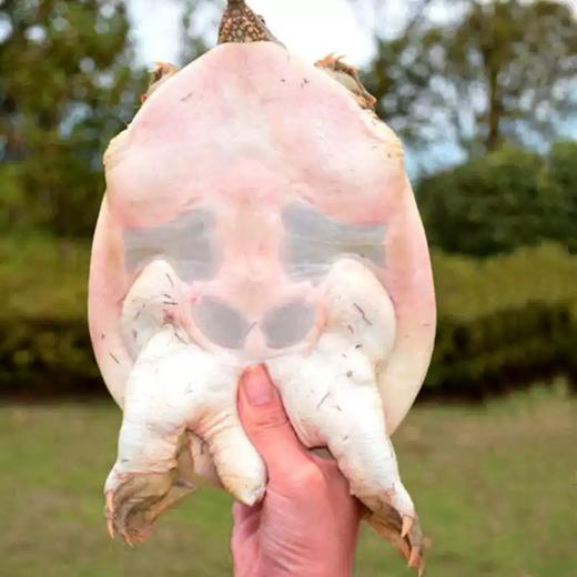 S 喝“农夫山泉”长大的千岛湖甲鱼连续20年有机认证 现杀冰鲜顺丰发货！（附带检测报告） 现杀冰鲜顺丰发货！ 商品图2