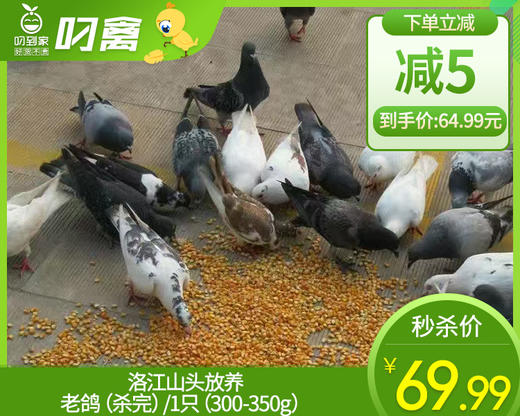 洛江山头放养老鸽（杀完）/1只（300-350g）生产日期：12月25日左右 商品图0