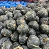 贝贝南瓜 商品缩略图1
