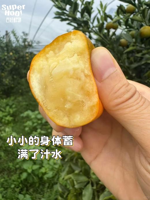 【觅趣小铺·匠心极-金桔】冰糖脆皮橘！皮薄肉嫩多汁带糖心，纯甜不酸涩～ 商品图4