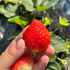 严选 | 大凉山露天草莓 大果草莓 商品缩略图1