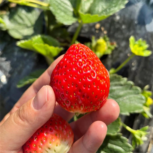 严选 | 大凉山露天草莓 大果草莓 商品图1