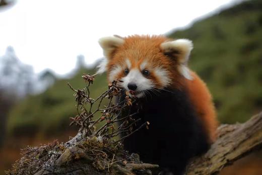 寒假2.22❗️【大王叫我来巡山】雅安大熊猫国家公园3天2夜独立营：权威基地背书；大熊猫栖息地小小巡护员；一线巡护员+自然导师；生物地理环保跨学科知识；冬季限定玩雪；解锁多项专业技能 商品图2