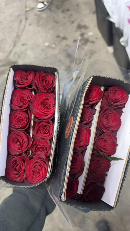 花木里高原红 商品图1