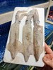 福建小笔管鱿鱼12.8元1箱约450-500g约10个左右,明天到 商品缩略图5