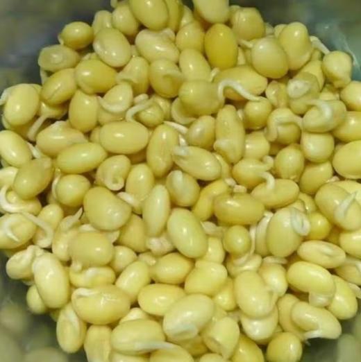 【YC】新鲜黄豆嘴黄即食,炒菜,凉拌,炖菜均可 商品图0