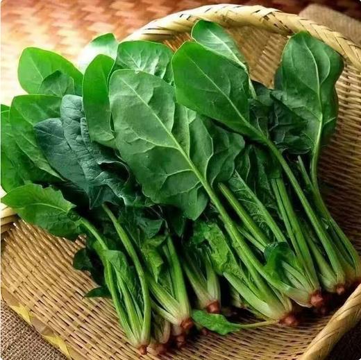 【QT】新鲜蔬菜菠菜当季火锅配菜 商品图0