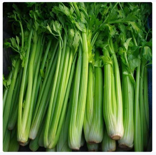【QT】（产地直发）新鲜芹菜 商品图1