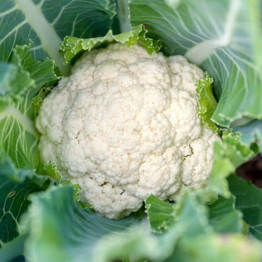 【QT】新鲜花椰菜 ,白花菜,菜花香甜可口 商品图0