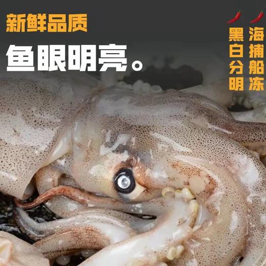 深海野生原浆大鱿鱼🦑【顺丰发货】 商品图4