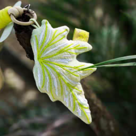 logaloga/B6023/叶系列毛绒挂件