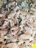 福建小笔管鱿鱼12.8元1箱约450-500g约10个左右,明天到 商品缩略图4