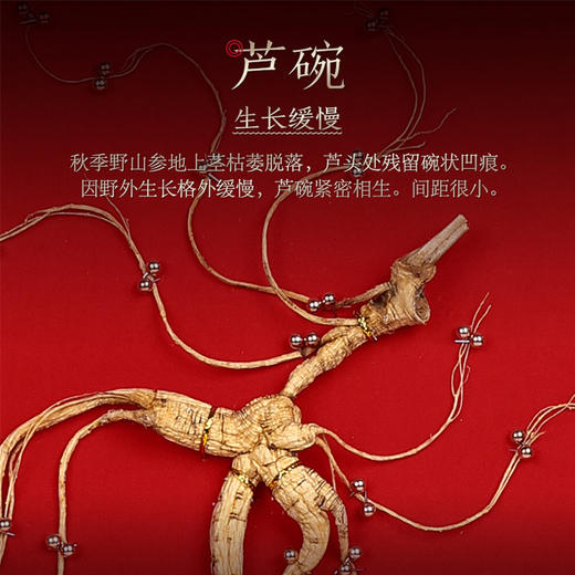 长白山野山参礼盒15g/2支+30支保鲜参 商品图2