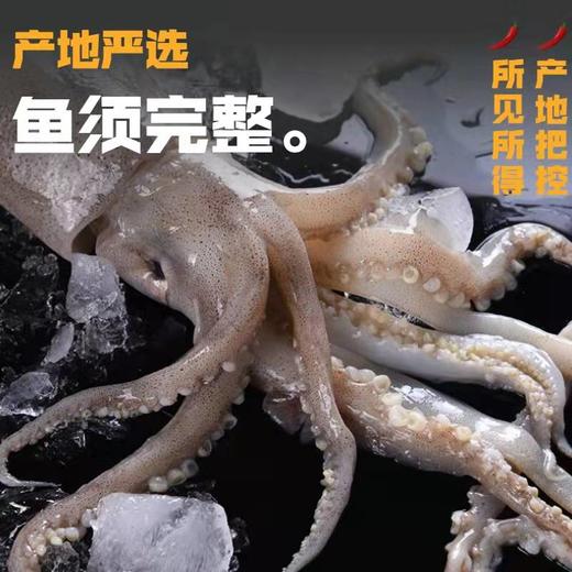 深海野生原浆大鱿鱼🦑【顺丰发货】 商品图6