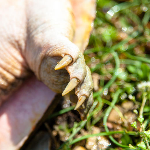 S 喝“农夫山泉”长大的千岛湖甲鱼连续20年有机认证 现杀冰鲜顺丰发货！（附带检测报告） 现杀冰鲜顺丰发货！ 商品图3