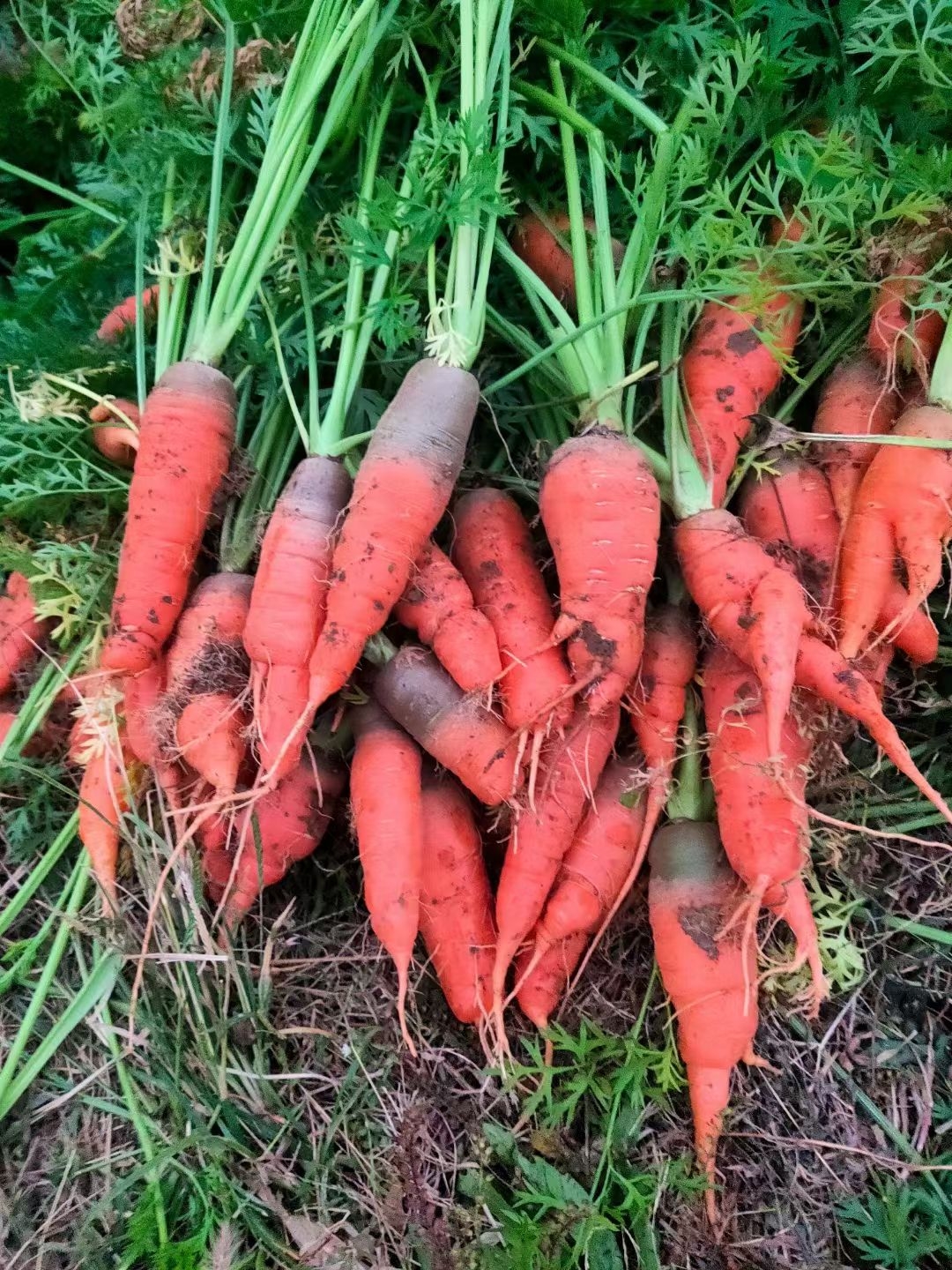 自家种的胡萝卜，1斤