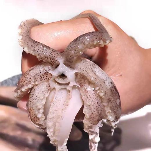 深海野生原浆大鱿鱼🦑【顺丰发货】 商品图9