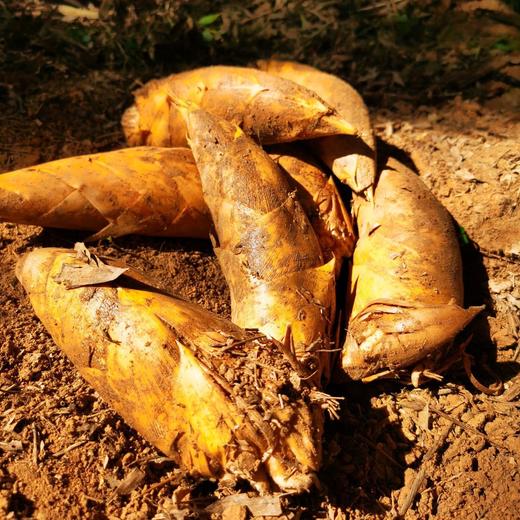 【2025冬日时令美味 临安高山冬笋】 产自临安天目山 现寻现发 鲜嫩清甜 出肉率高 颗颗饱满 泡沫箱+冰袋的专业锁鲜包装 新鲜到家 商品图3