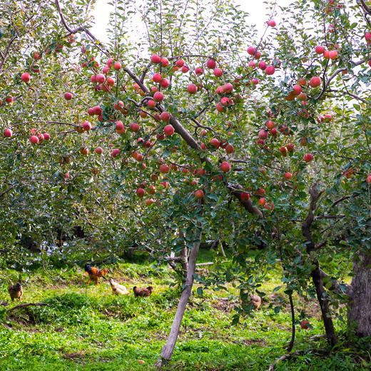 【特惠价】中粮安萃新疆阿克苏红富士苹果2.5kg9粒装（单果直径85-88mm）【分仓直发，72小时发货，周末节假日不发货】 商品图10