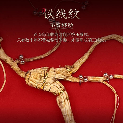 长白山野山参礼盒15g/2支+30支保鲜参 商品图1