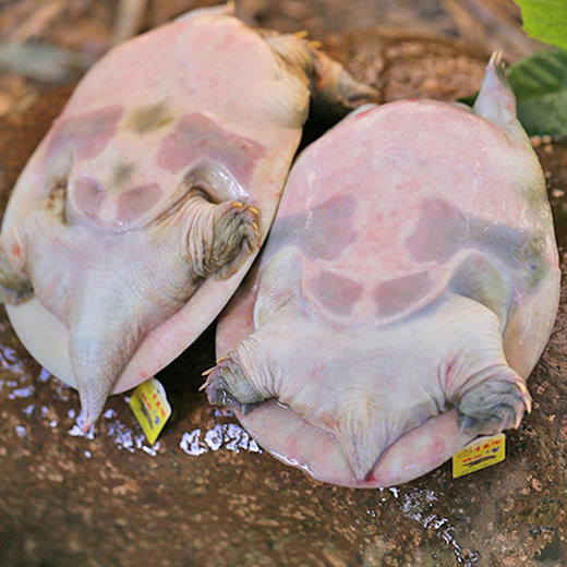 S 喝“农夫山泉”长大的千岛湖甲鱼连续20年有机认证 现杀冰鲜顺丰发货！（附带检测报告） 现杀冰鲜顺丰发货！ 商品图5