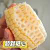 【鲜食玉米 开袋即食 真空独立包装】川间拾味 牛奶水果玉米 商品缩略图3
