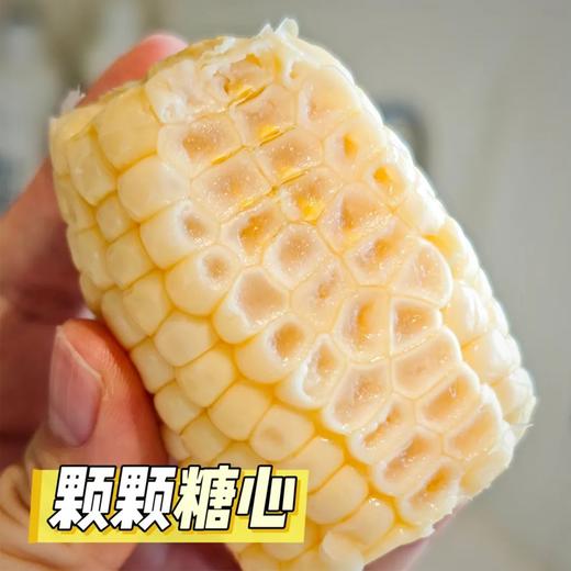 【鲜食玉米 开袋即食 真空独立包装】川间拾味 牛奶水果玉米 商品图3