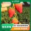 【预售】认领一份自己的有机草莓 | 优先吃草莓 自然清香 |  * Organic Strawberry 商品缩略图0