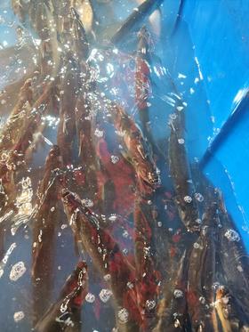 现杀鲜活刁子鱼/青鱼/桂鱼/草鱼等  包宰杀！标注为活鱼称重重量，宰杀去内脏后会掉秤！发货前可录视频~