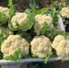 【QT】新鲜花椰菜 ,白花菜,菜花香甜可口 商品缩略图2