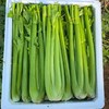 【ZCWJ】新鲜清香无丝芹菜 商品缩略图1