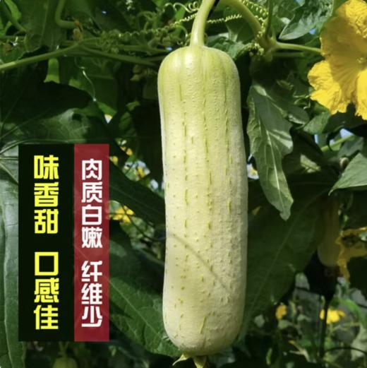 【QT】短棒肉丝瓜  新鲜蔬菜 商品图2
