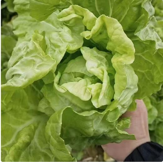 【QT】19天速生快菜四季奶油小白菜 商品图1