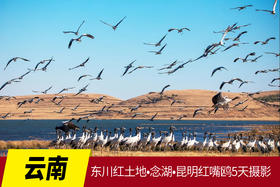 1月25日【云南】东川红土地•念湖•昆明红嘴鸥5天摄影