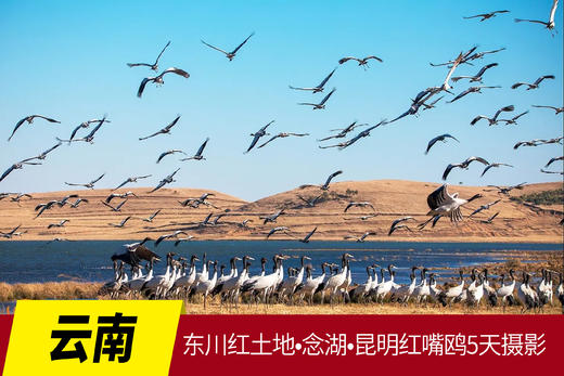 1月25日【云南】东川红土地•念湖•昆明红嘴鸥5天摄影 商品图0