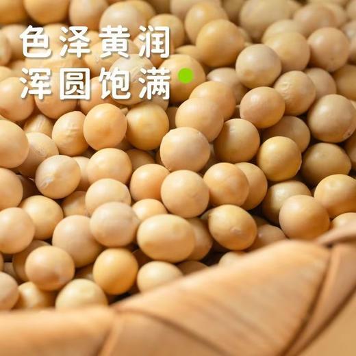 【SF】黄豆 优质高蛋白黄豆  粒饱满均匀、色泽自然有光泽 商品图2