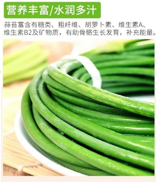 【QT】生鲜蔬菜新鲜蒜薹 商品图2