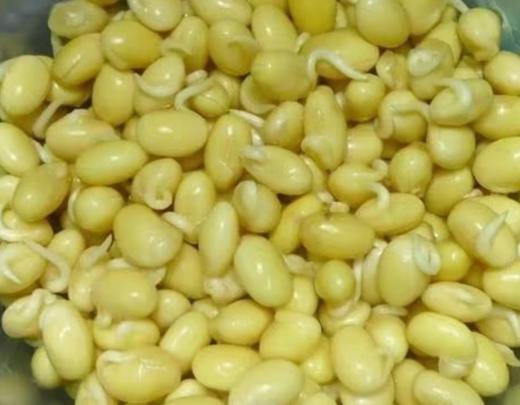 【QT】新鲜 黄豆嘴短芽 商品图1