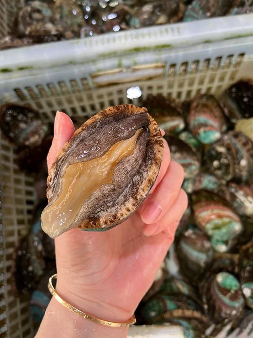 xm{中鲍鱼刚到港100%新鲜}严选深海本港鲍鱼，生长于高盐度洁净海域，肉质紧实弹牙，活冻鲜味浓郁 商品图0