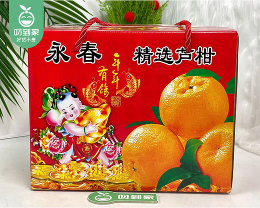 老林家高山树熟永春芦柑（中果）/1箱（13-15个，共2.25kg±100g） 商品图5