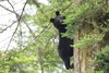 寒假2.22❗️【大王叫我来巡山】雅安大熊猫国家公园3天2夜独立营：权威基地背书；大熊猫栖息地小小巡护员；一线巡护员+自然导师；生物地理环保跨学科知识；冬季限定玩雪；解锁多项专业技能 商品缩略图1